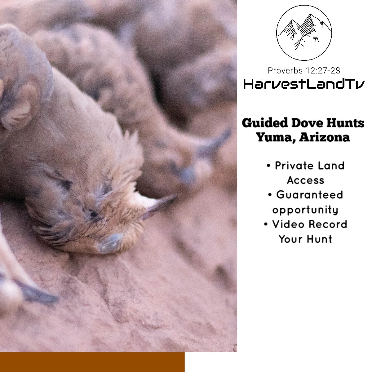 Gear for Dove Hunting Yuma, Arizona